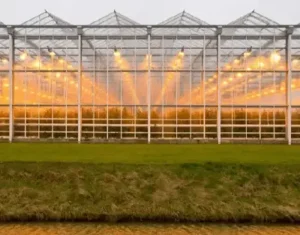 Horticultural Science 12 india Greenhouse