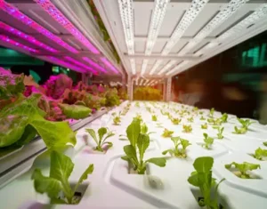 Horticultural Science 15 Calculate Electricity Consumption