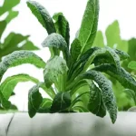 india hydroponics grow lights