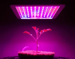 Horticultural Science 9 DLI And PPFD Values