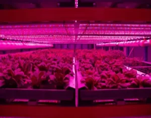 Horticultural Science 13 india absorption theory