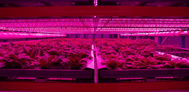 india absorption theory2