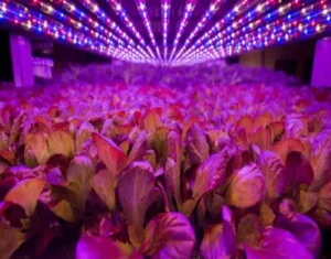 Horticultural Science 14 india McCree