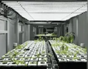 Horticultural Science 8 Horticulture lighting