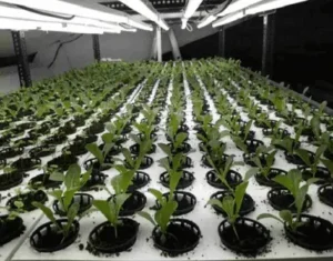 Horticultural Science 16 photosynthesis process