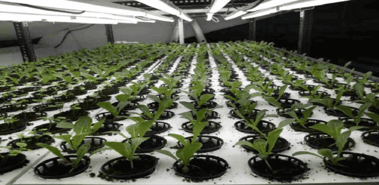 photosynthesis process 2