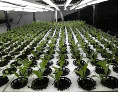 photosynthesis process