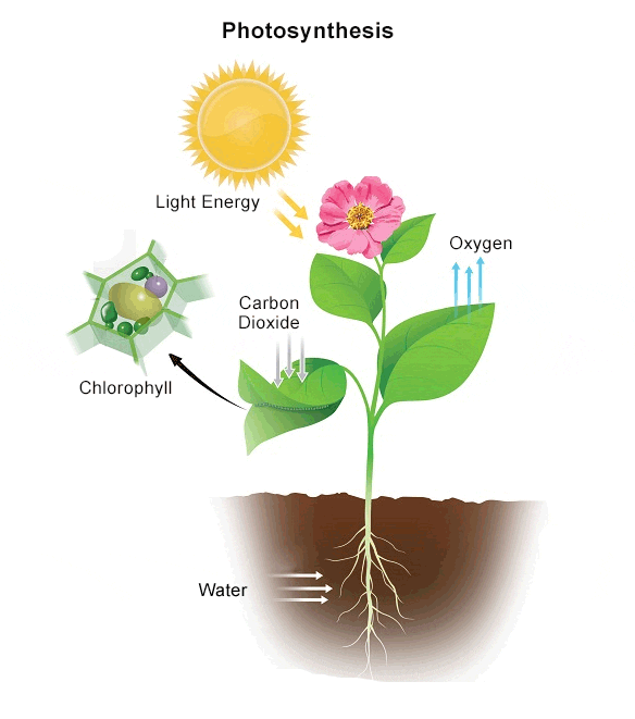 photosynthesis process 3