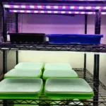 india How To Compare Grow Lights