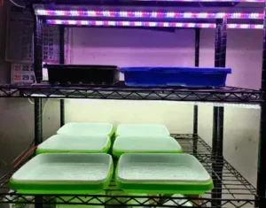Horticultural Science 12 india How To Compare Grow Lights