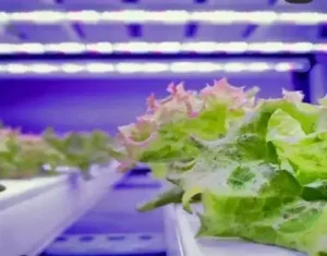 Horticultural Science 10 india light quality