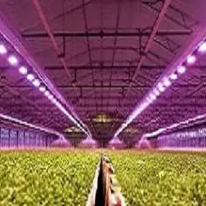 Horticultural Science 6 india Greenhouse Light PAR Lamps