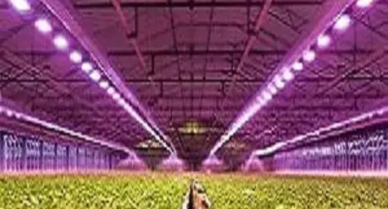 india Greenhouse Light PAR Lamps