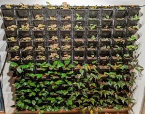 Horticultural Science 15 Horticultural Science