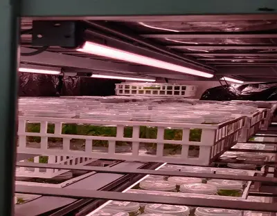 india Benefits Of Switching From CFL To LED Lights