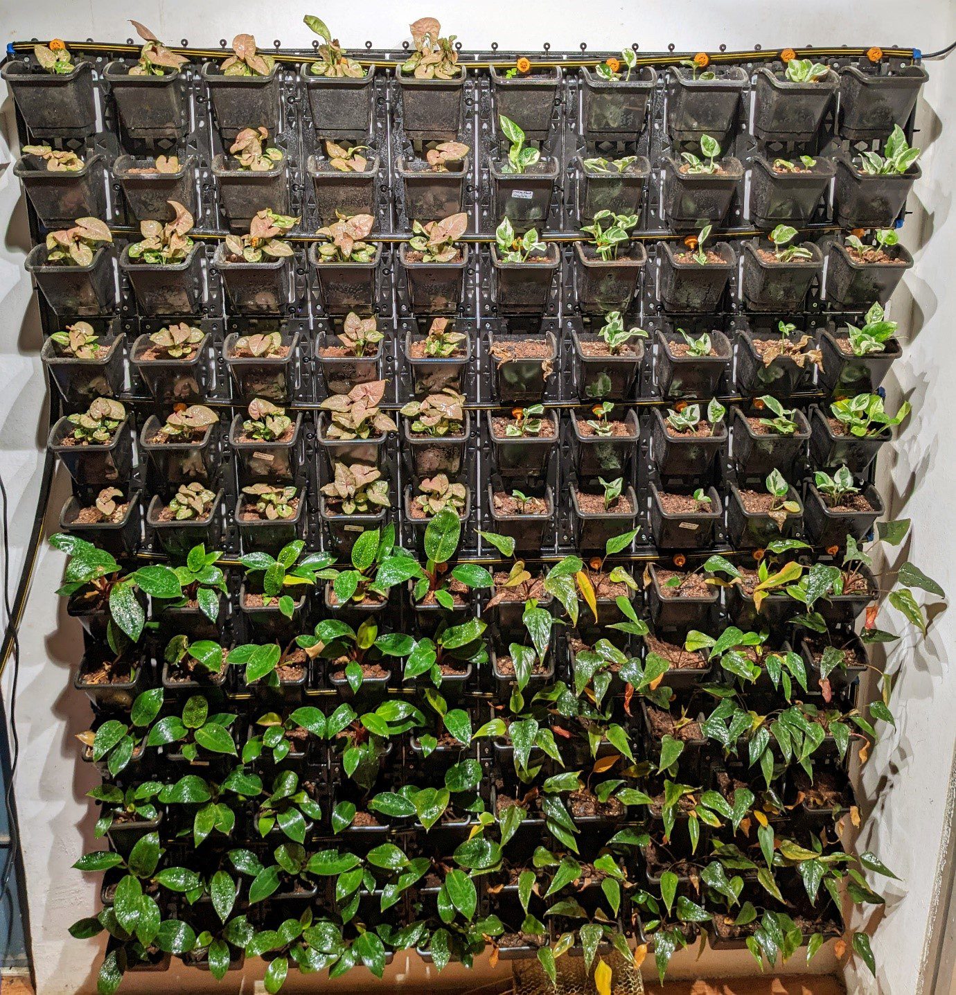 Vertical Green Wall: Bringing Nature Indoors with Nexsel's Optimum Spectrum Lighting Solutions