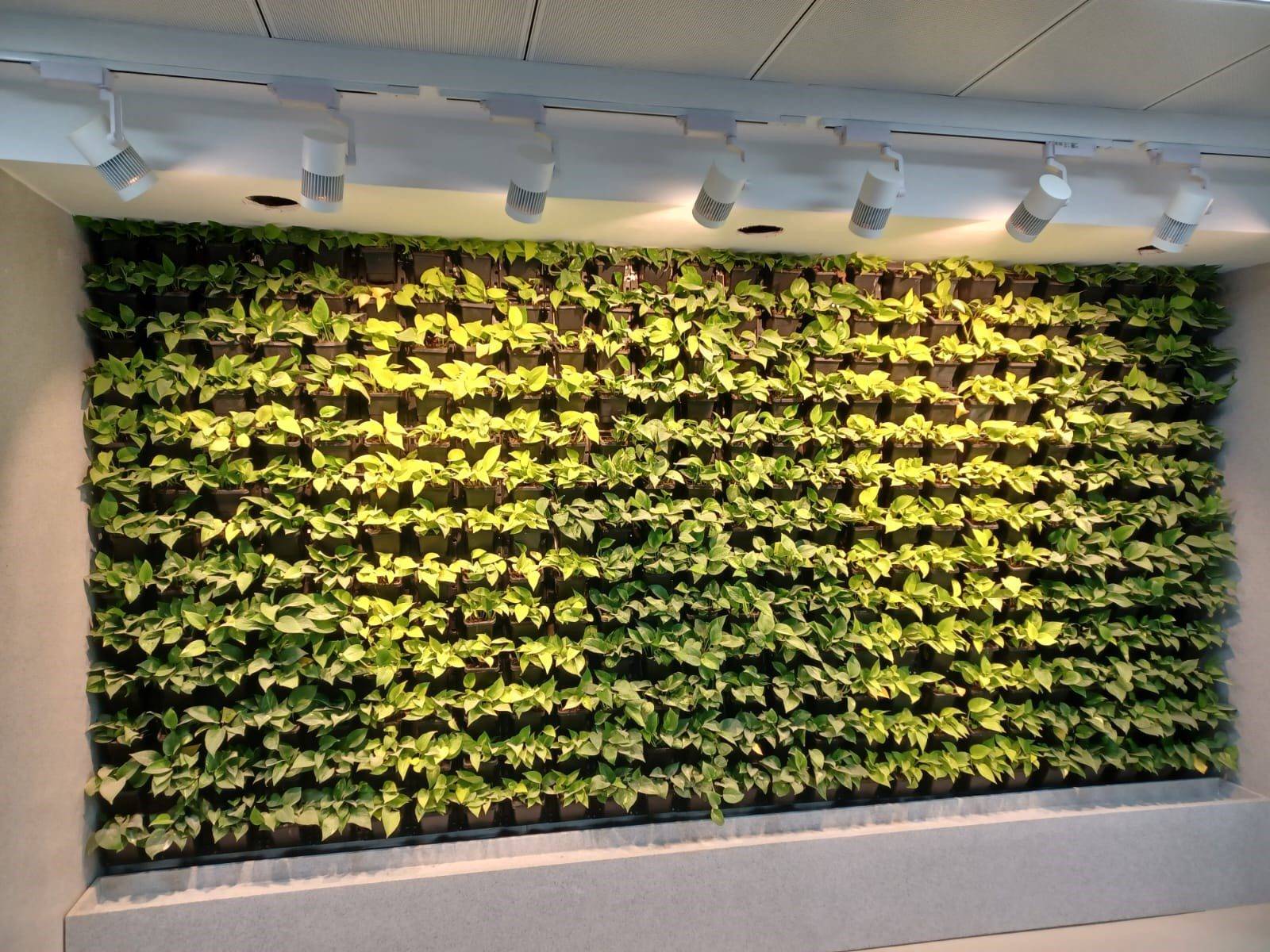 Vertical Green Wall: Bringing Nature Indoors with Nexsel's Optimum Spectrum Lighting Solutions