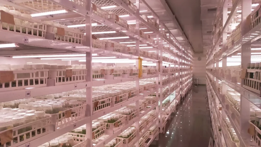 india LED Grow Lights