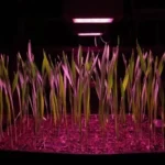 india Speed Breeding Solutions