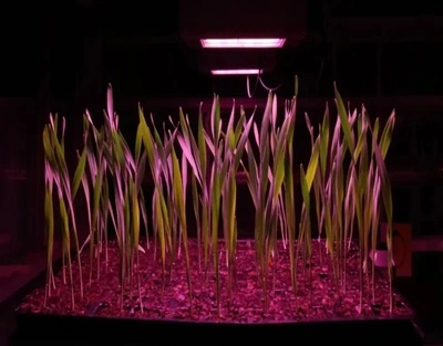 india Speed Breeding Solutions