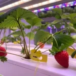 India LED Grow Lights For Strawberry