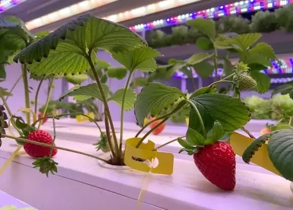 India LED Grow Lights For Strawberry