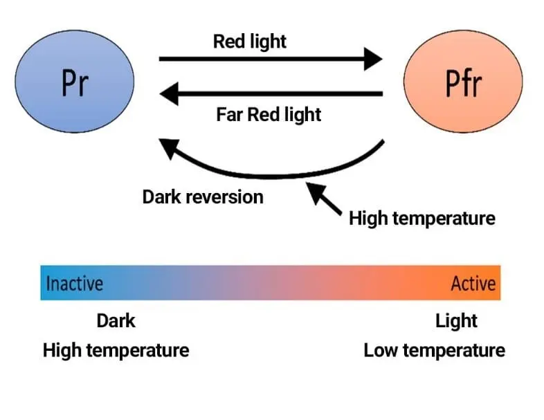 India LED Grow Lights For Strawberry4