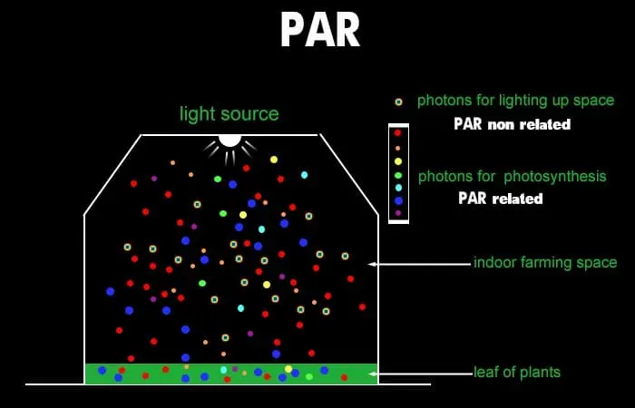 India LED Grow Lights For Strawberry5