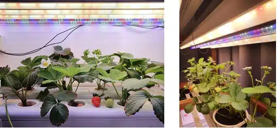 India LED Grow Lights For Strawberry 6