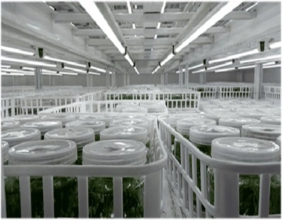 india Plant Tissue Culture Lighting