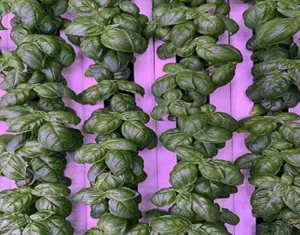 Horticultural Science 15 india High-Efficiency LED Lighting