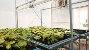 Horticultural Science 13 india Challenges Of Speed Breeding