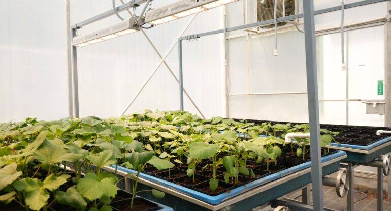 india Challenges Of Speed Breeding