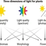 india Lighting Systems