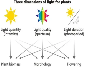 Horticultural Science 14 india Lighting Systems