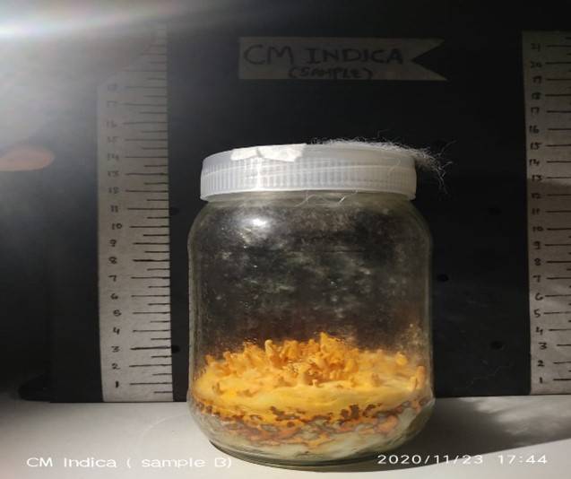 india Light Recipes 5