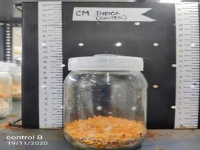 india Light Recipes4