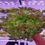 india Grow Light Distance