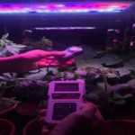 india Essential Plant Lighting Concepts