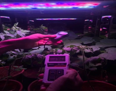 india Essential Plant Lighting Concepts