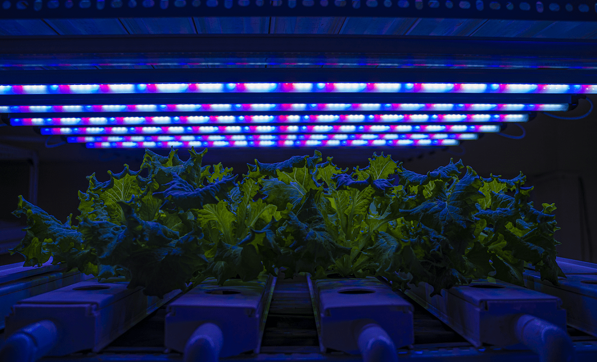 Indoor Vertical Farming Lighting<br>