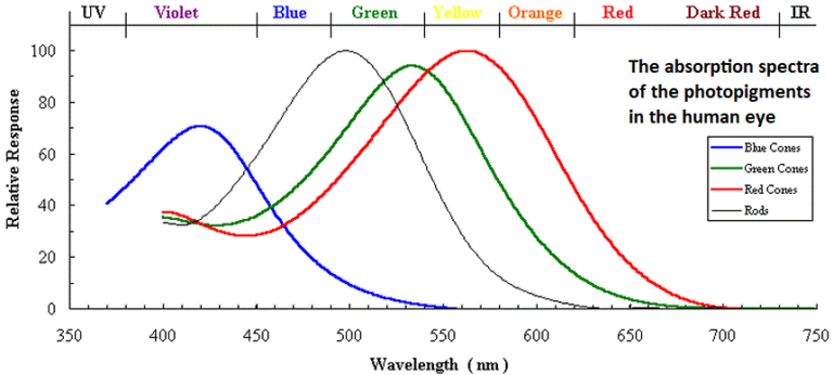 Plant Light Spectrum: Understanding the Key to Successful Indoor Horticulture