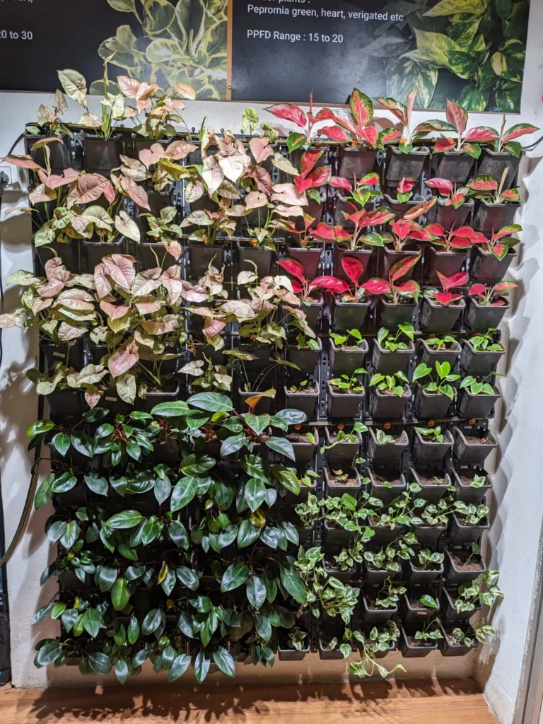 indoor vertical green wall 2