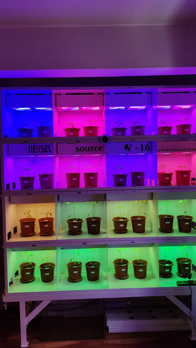 india Double Haploid Lighting Solution 2