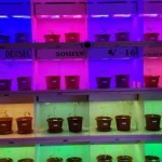 india Double Haploid Lighting Solution