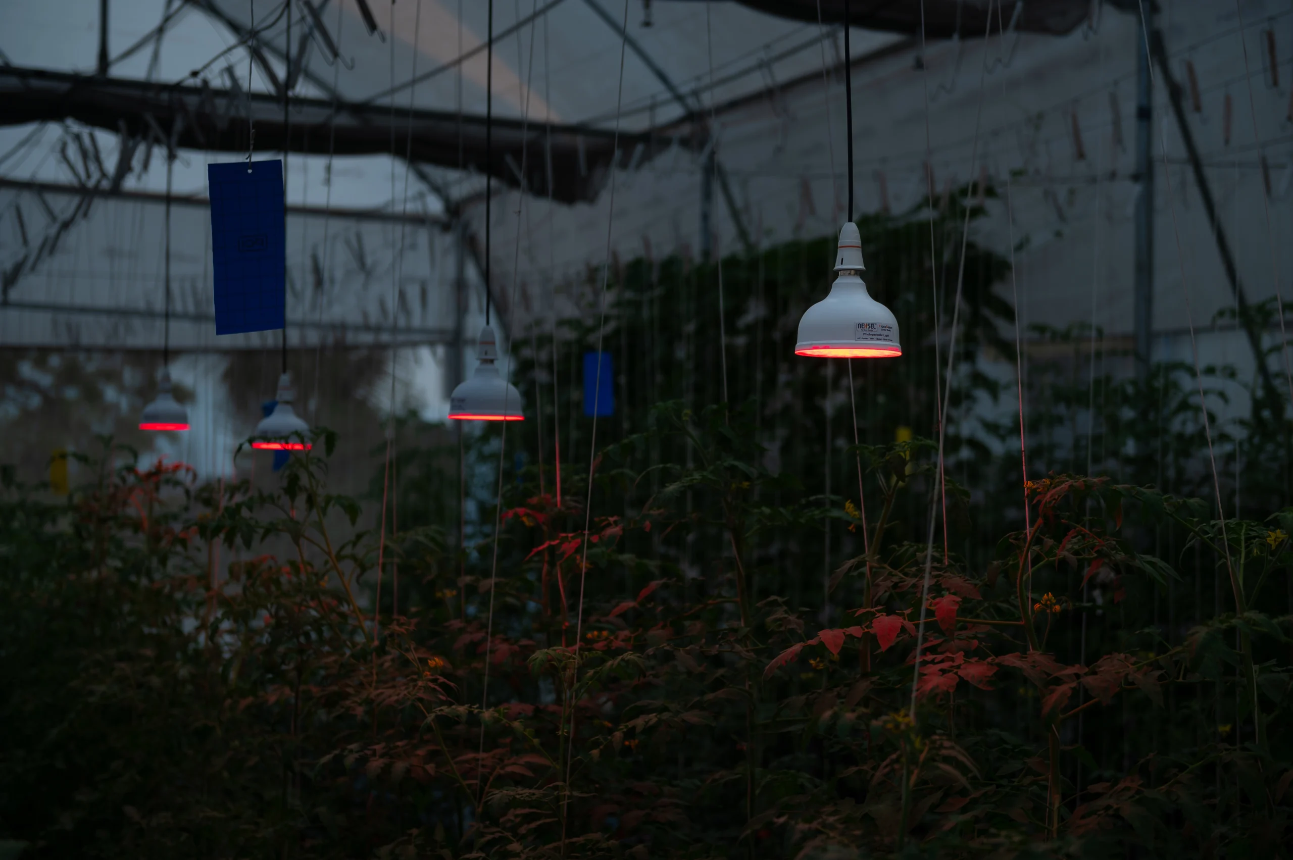  Supplemental  Lighting