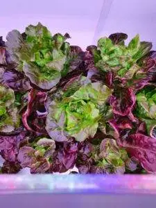 Spectrum Selection Guide 2