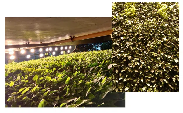 Green Wall Lighting Solution 3