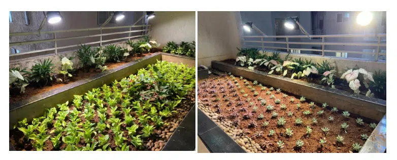 Green Wall Lighting Solution 2