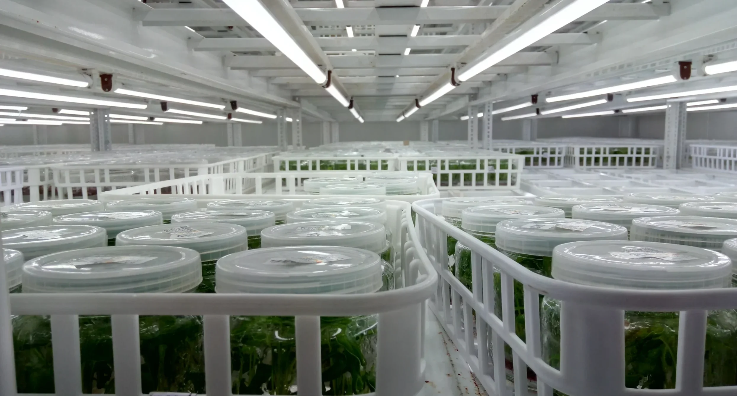  Tissue Culture Grow Lights